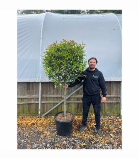 1/4 Standard Photinia Red Robin Tree 1.7m (100cm Stem, 70cm head)