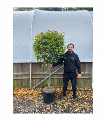 1/4 Standard Photinia Red Robin Tree 1.7m (100cm Stem, 70cm head)