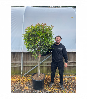 1/4 Standard Photinia Red Robin Tree 1.7m (100cm Stem, 70cm head)