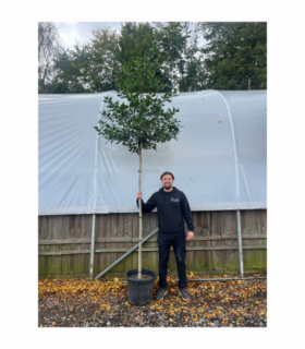 Standard ilex 'Nelly Steven's Tree 3m (stem 1.8m + head)