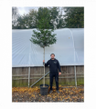 Standard ilex 'Nelly Steven's Tree 3m (stem 1.8m + head)