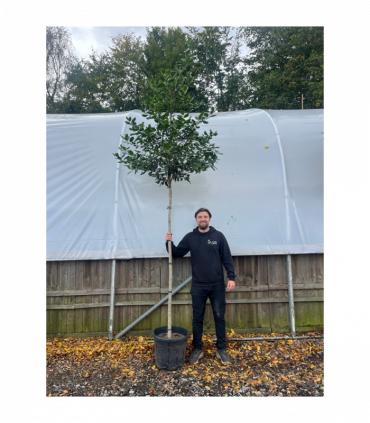 Standard ilex 'Nelly Steven's Tree 3m (stem 1.8m + head)