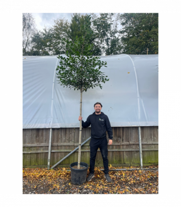 Standard ilex 'Nelly Steven's Tree 3m (stem 1.8m + head)