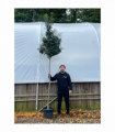 Standard Portuguese Laurel Tree 3m (stem 1.8m + head)