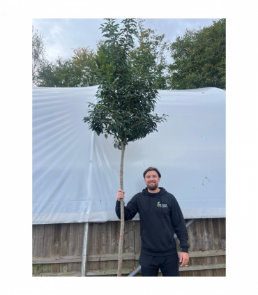 Standard Portuguese Laurel Tree 3m (stem 1.8m + head)