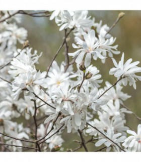 Magnolia stellata | Star Magnolia 9cm - 5L