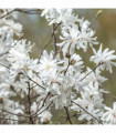 Magnolia stellata | Star Magnolia 9cm - 5L