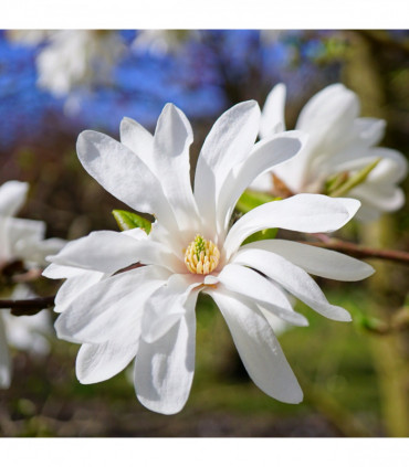 Magnolia stellata | Star Magnolia 9cm - 5L