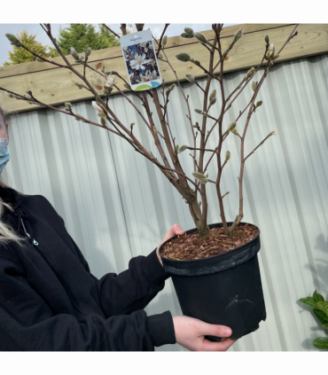 Magnolia stellata | Star Magnolia 9cm - 5L