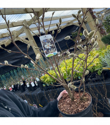 Magnolia stellata | Star Magnolia 9cm - 5L