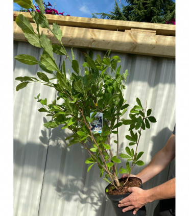 Magnolia stellata | Star Magnolia 9cm - 5L