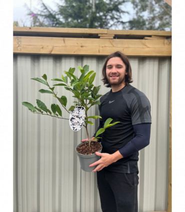 Magnolia stellata | Star Magnolia 9cm - 5L