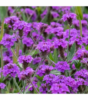 Verbena 'Rigida' 9cm/1.5L/2L