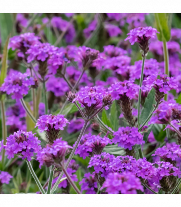 Verbena 'Rigida' 9cm/1.5L/2L