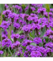 Verbena 'Rigida' 9cm/1.5L/2L
