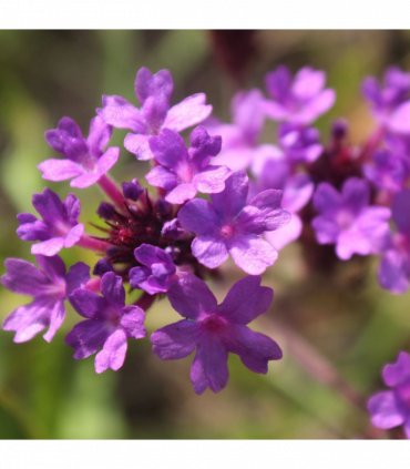 Verbena 'Rigida' 9cm/1.5L/2L