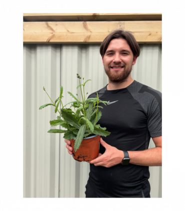 Verbena 'Rigida' 9cm/1.5L/2L