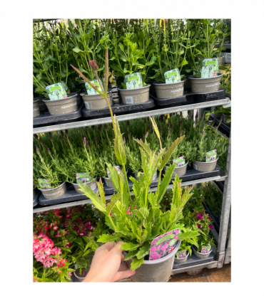 Verbena 'Rigida' 9cm/1.5L/2L