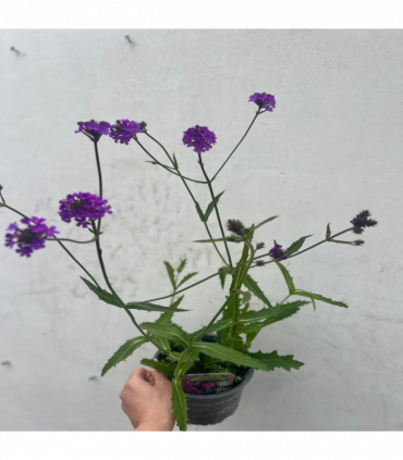 Verbena 'Rigida' 9cm/1.5L/2L