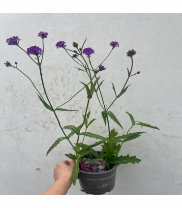 Verbena 'Rigida' 9cm/1.5L/2L