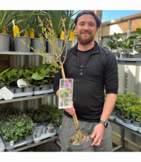 Half Standard Syringa meyeri 'Palibin' (Lilac) 3L (80-90cm inc. pot)