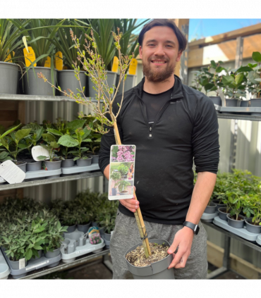 Half Standard Syringa meyeri 'Palibin' (Lilac) 3L (80-90cm inc. pot)