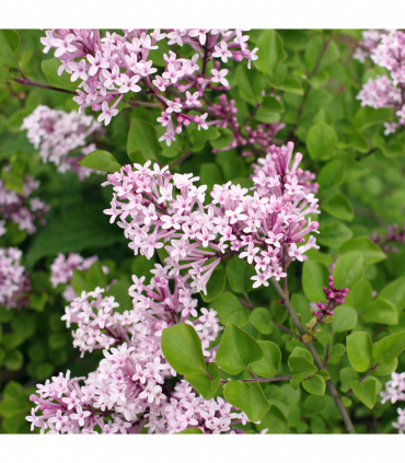 Half Standard Syringa meyeri 'Palibin' (Lilac) 3L (80-90cm inc. pot)
