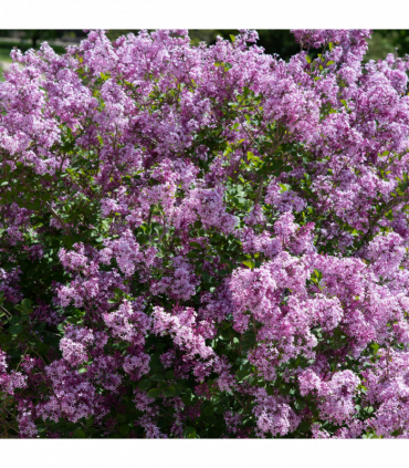 Half Standard Syringa meyeri 'Palibin' (Lilac) 3L (80-90cm inc. pot)