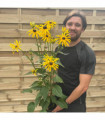 Rudbeckia fulgida Goldstrum 9cm-2L