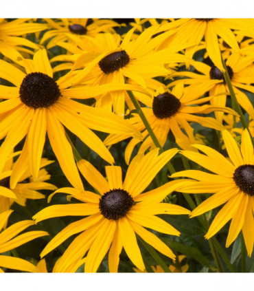 Rudbeckia fulgida Goldstrum 9cm-2L