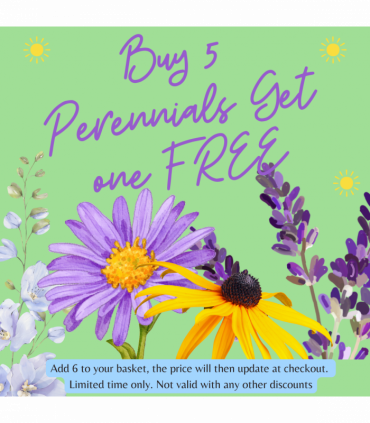 Rudbeckia fulgida Goldstrum 9cm-2L