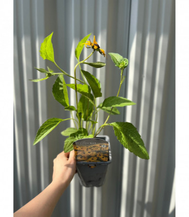 Rudbeckia fulgida Goldstrum 9cm-2L