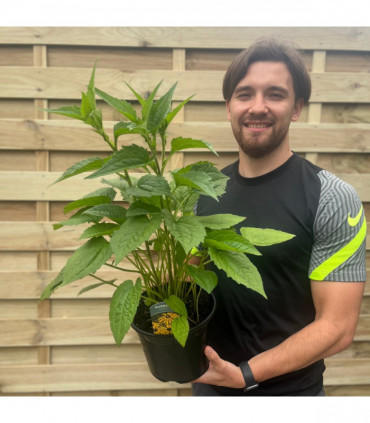 Rudbeckia fulgida Goldstrum 9cm-2L