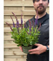 Salvia nemorasa 'Ostfriesland' Blue 1/2L