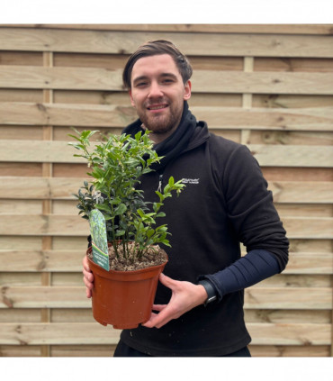 Sarcococca confusa 1L/2L