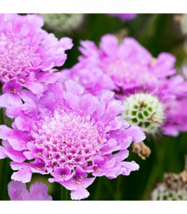 Scabious 'Pink Mist' 9cm/2L