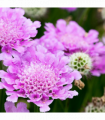 Scabious 'Pink Mist' 9cm/2L