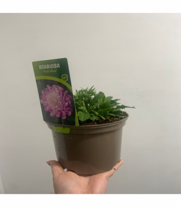 Scabious 'Pink Mist' 9cm/2L