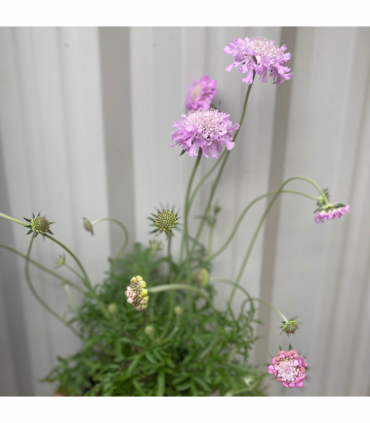 Scabious 'Pink Mist' 9cm/2L