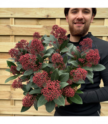 Skimmia japonica Rubella 9cm-5L