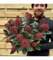 Skimmia japonica Rubella 9cm-5L