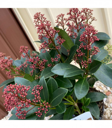 Skimmia japonica Rubella 9cm-5L
