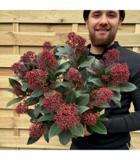 Skimmia japonica Rubella 9cm-5L