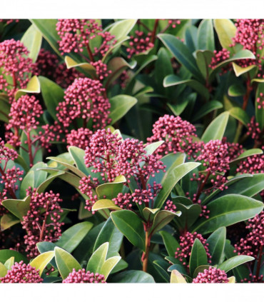 Skimmia japonica Rubella 9cm-5L