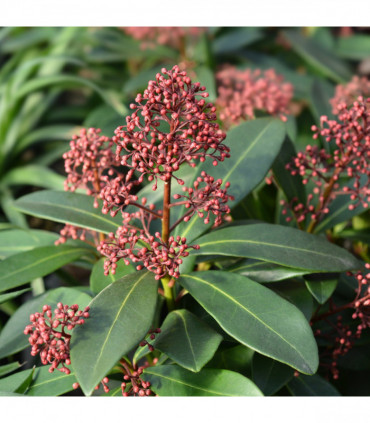 Skimmia japonica Rubella 9cm-5L