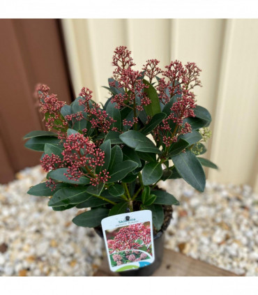 Skimmia japonica Rubella 9cm-5L