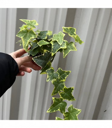 Hedera Helix - Trailing Variegated Ivy (9cm/14cm Pots)