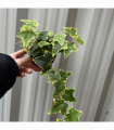 Hedera Helix - Trailing Variegated Ivy (9cm/14cm Pots)