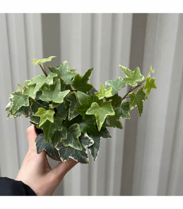 Hedera Helix - Trailing Variegated Ivy (9cm/14cm Pots)