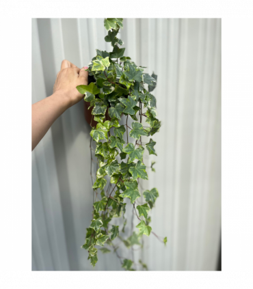 Hedera Helix - Trailing Variegated Ivy (9cm/14cm Pots)